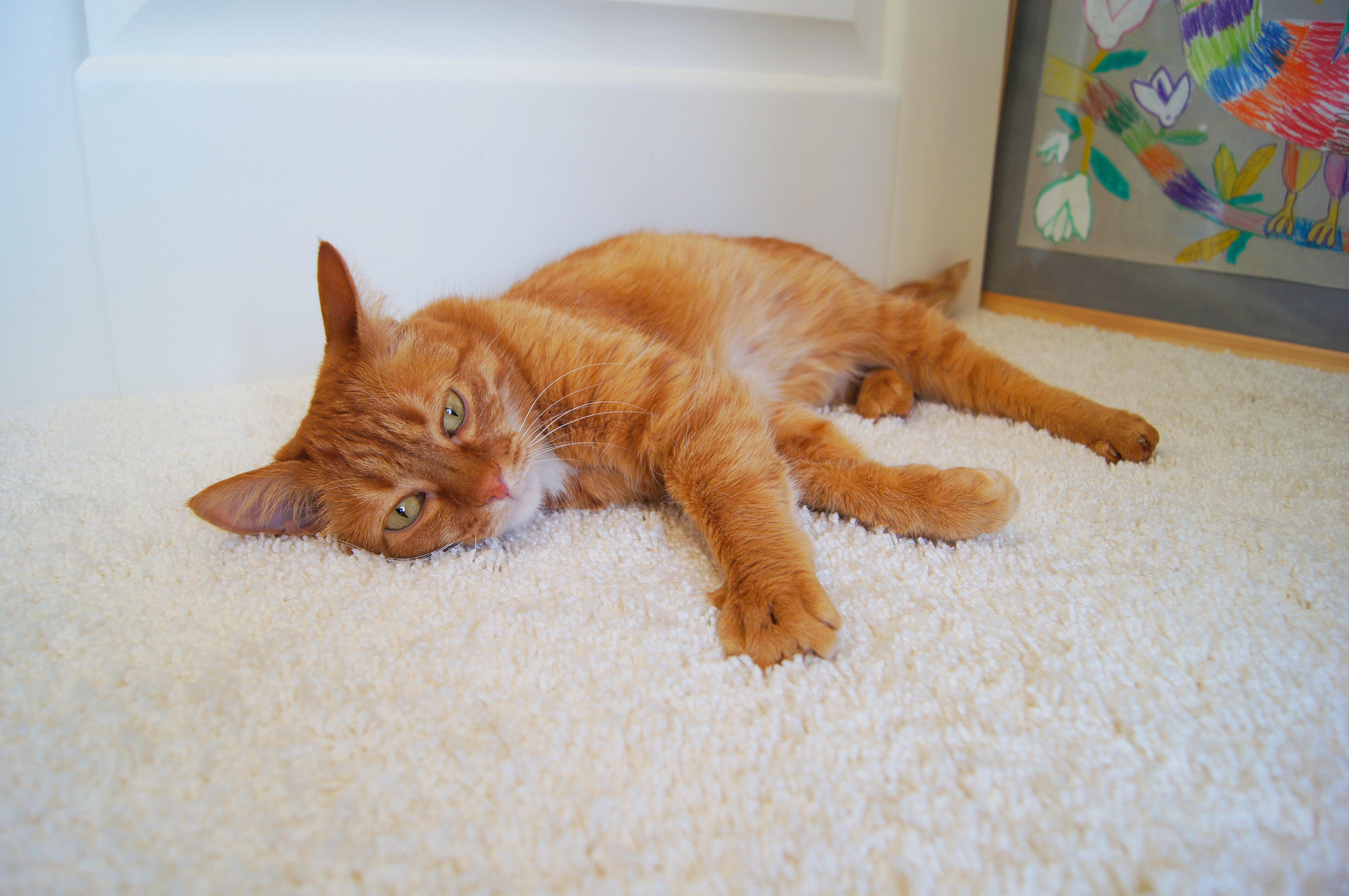 Ковролин "Зартекс" Amarena 140 бежевый (4м) — купить в Мурманске